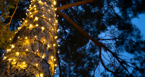 All Artificial Christmas Trees by Christmas Tree World.