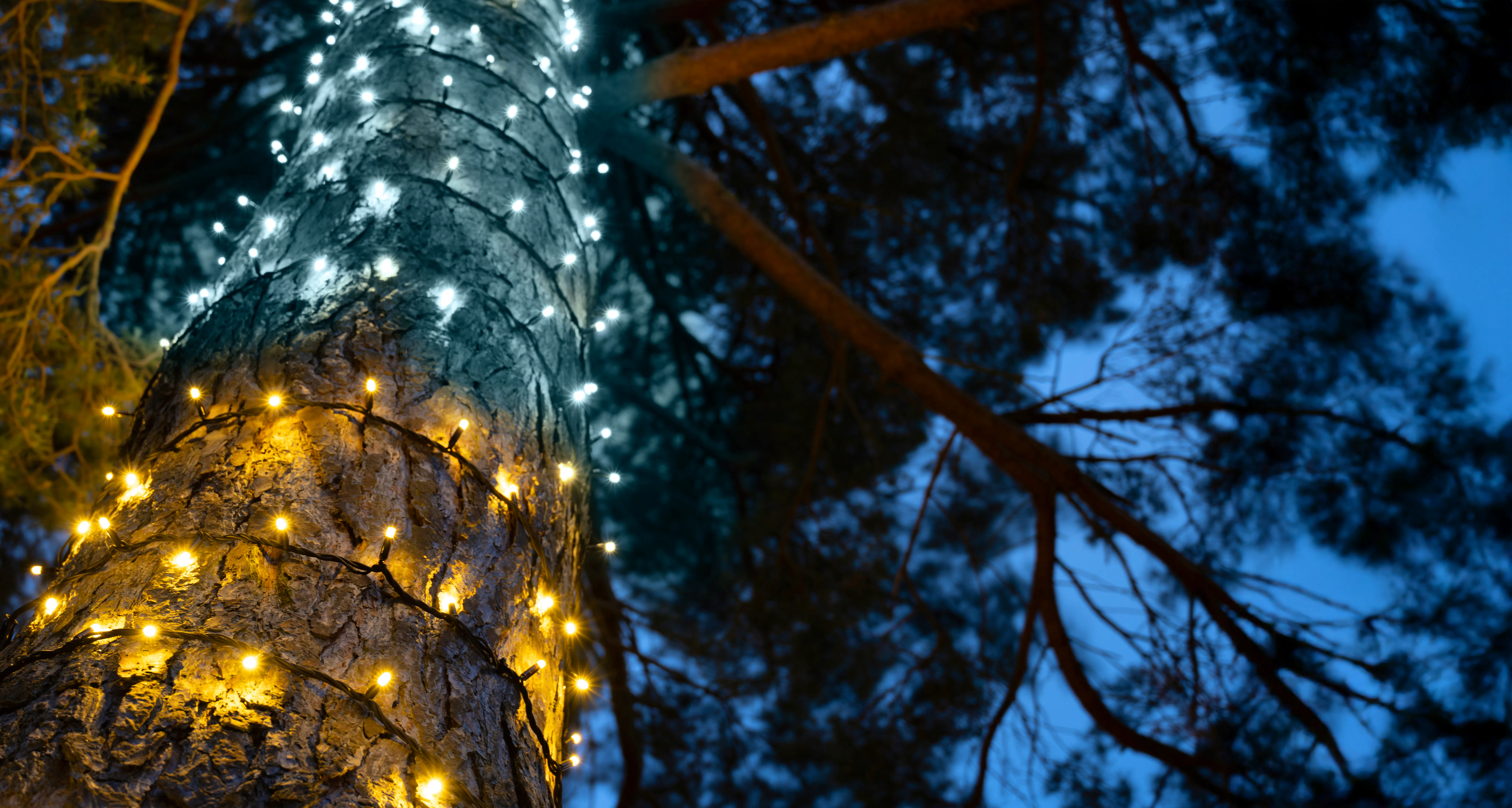 Crownvine Connectable 20% Flashing Dual Colour Fairy Lights - Warm White / Bright White - Black Rubber Cable - Multiple Lengths