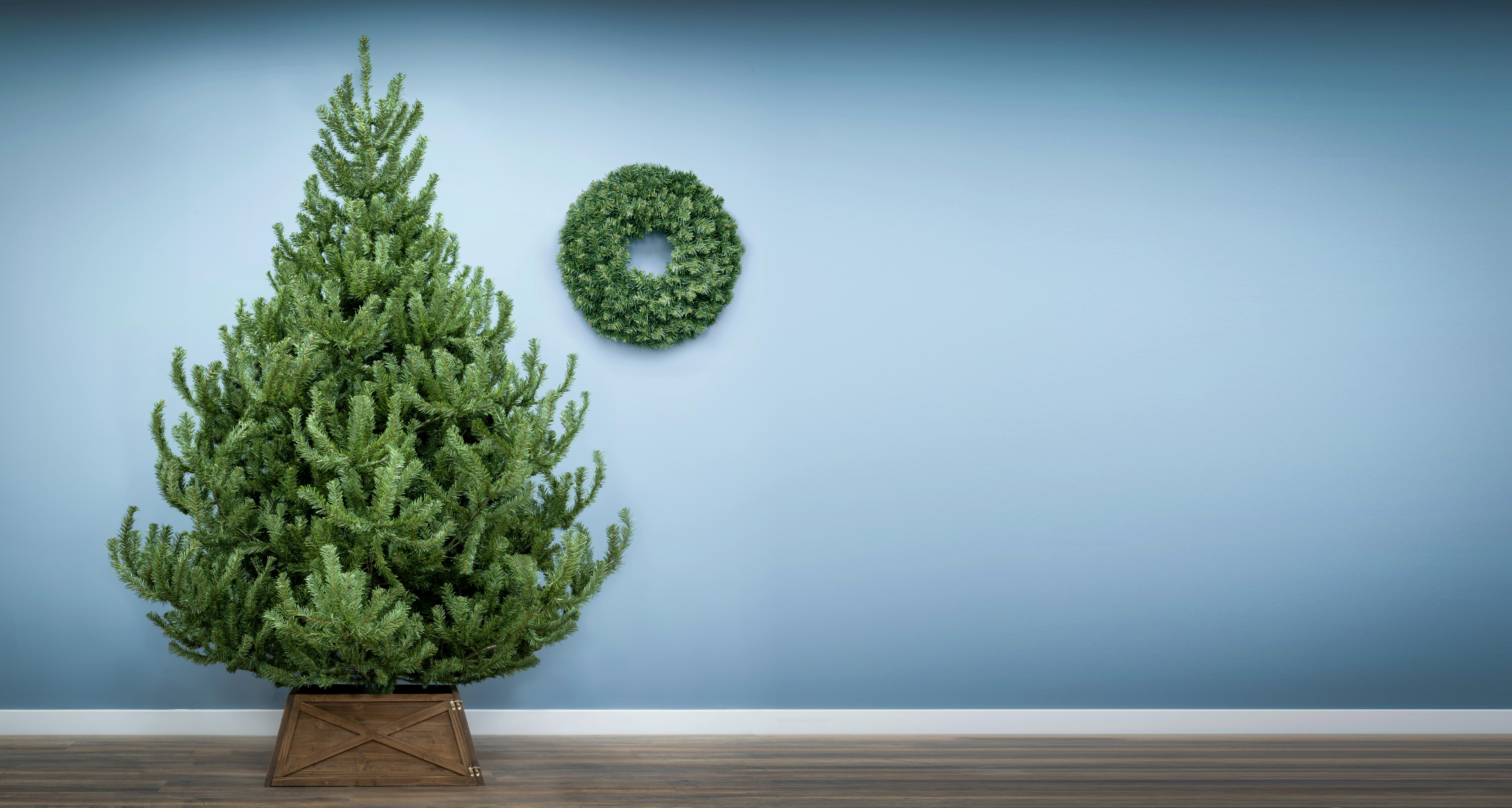 The 6ft Mountain Pine Tree