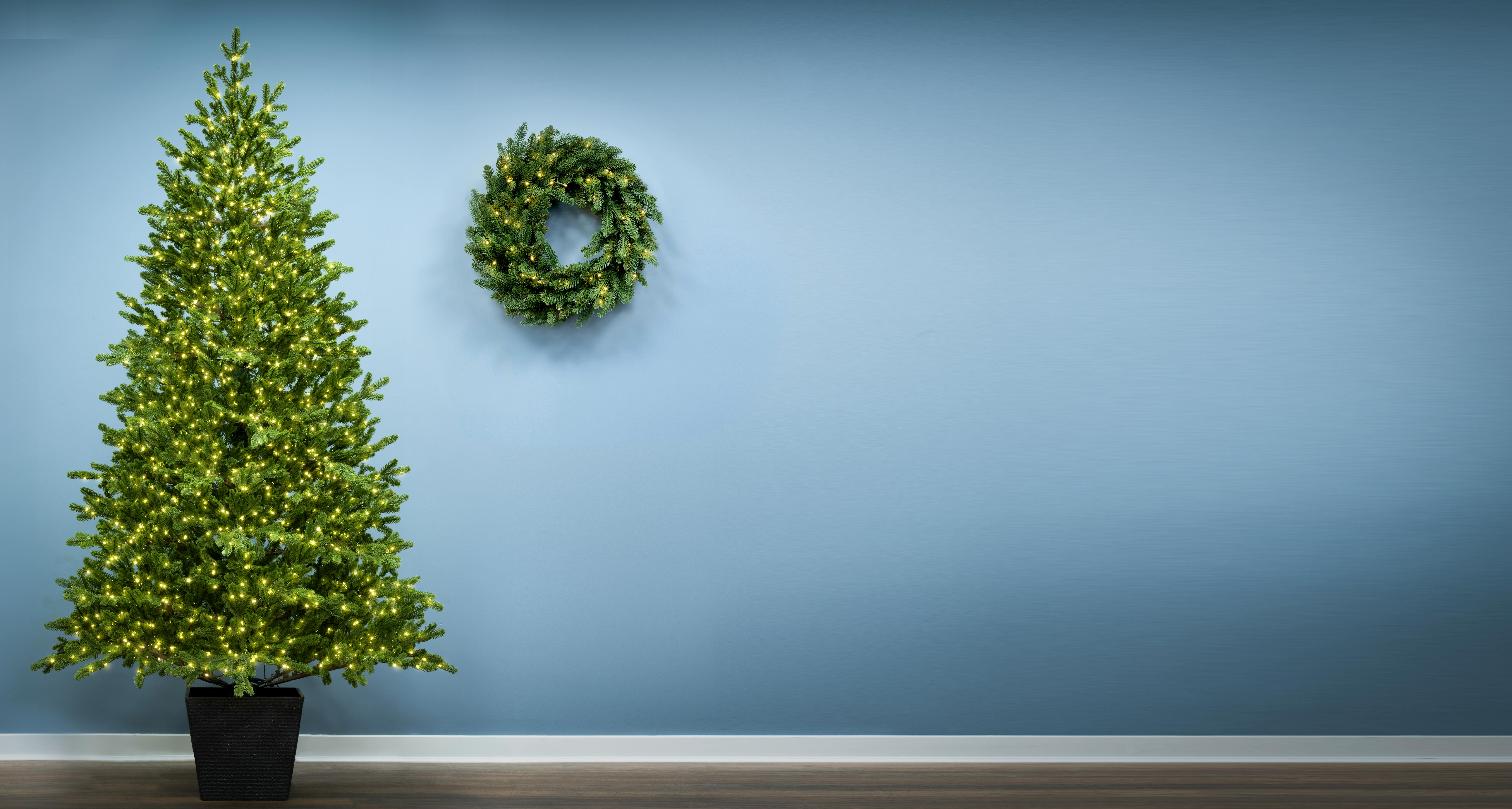 The 8ft Ultra-lit Potted Montecito Spruce