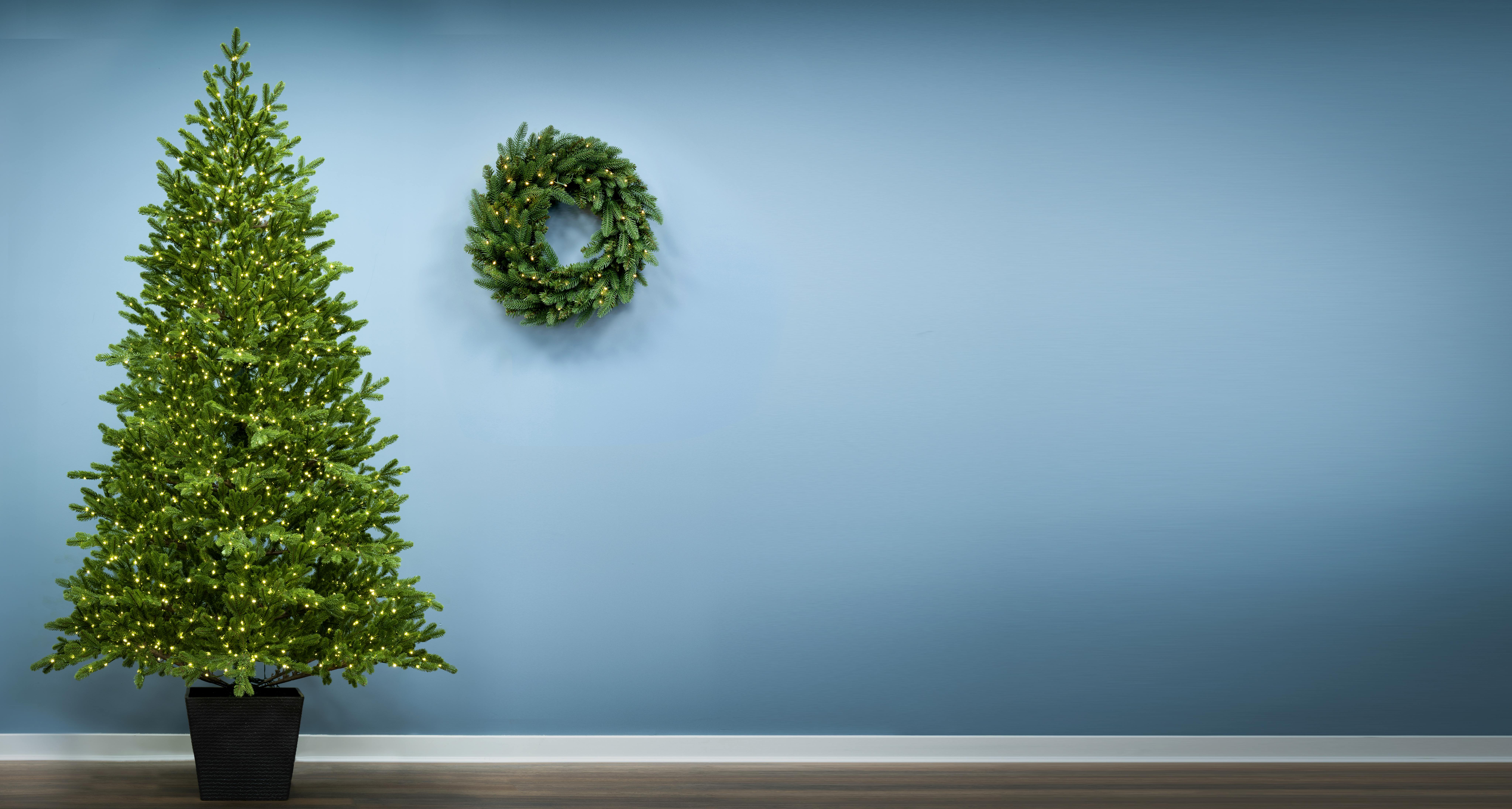 The 7ft Ultra-lit Potted Montecito Spruce