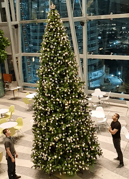 Giant Arbor Vitae Fir